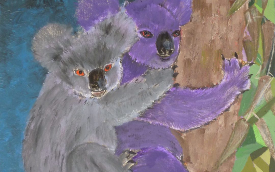 Koala sull’Eucalipto